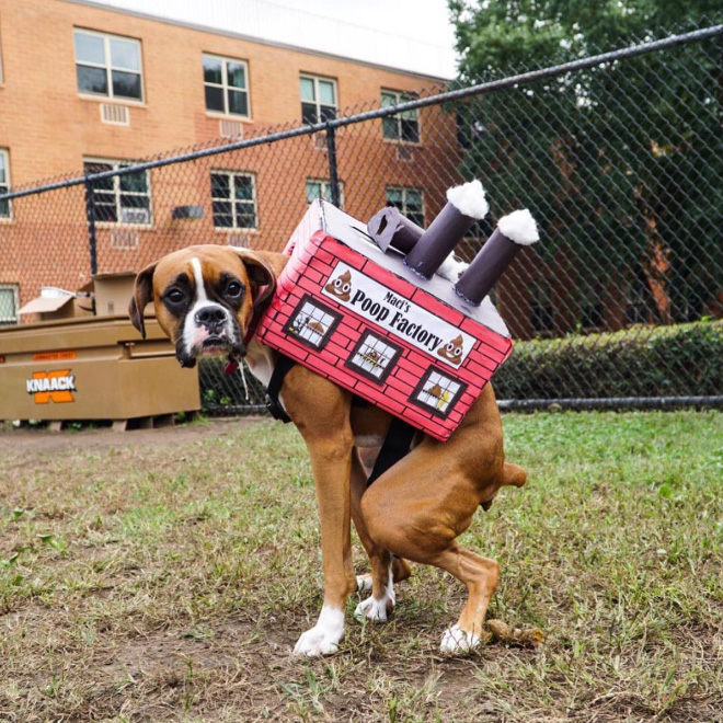 Poop factory dog costume.