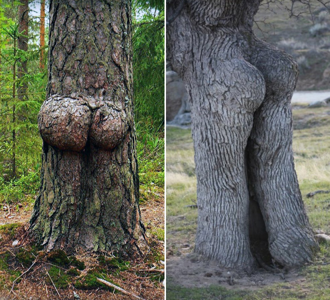 Sexy tree butts.
