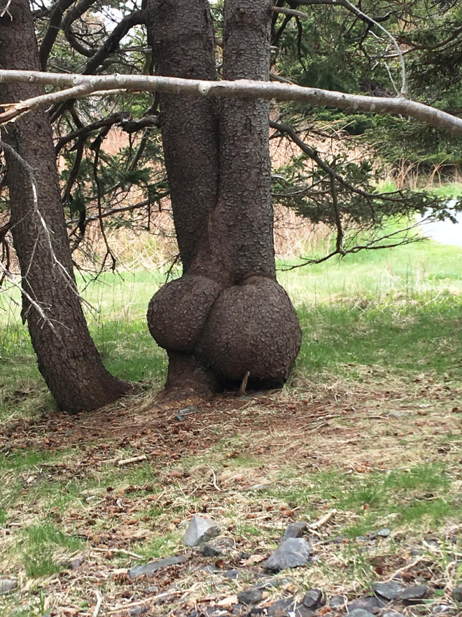 Sexy tree butt.