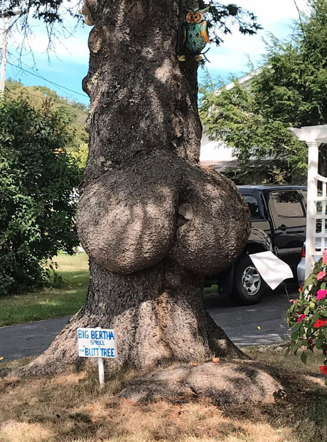 Sexy tree butt.