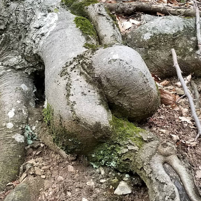 Sexy tree butt.