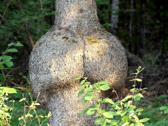 Sexy tree butt.