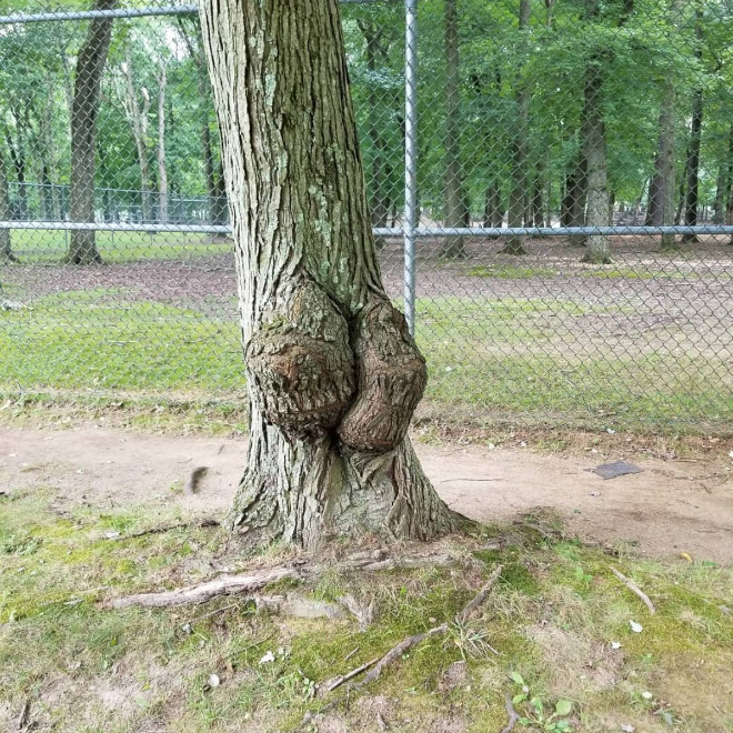 Sexy tree butt.