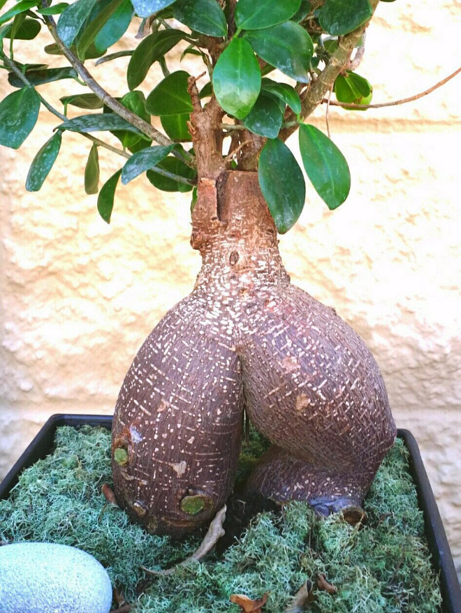 Sexy tree butt.