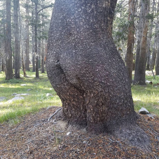 Sexy tree butt.