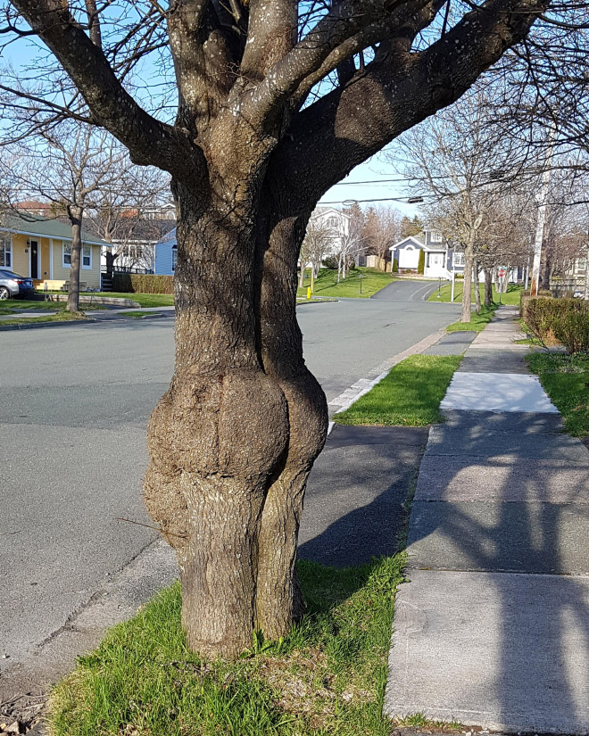 Sexy tree butt.