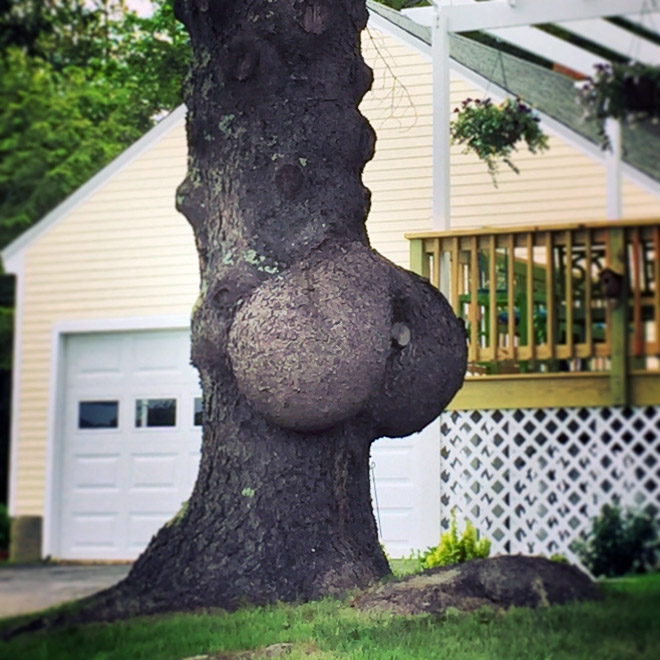 Sexy tree butt.