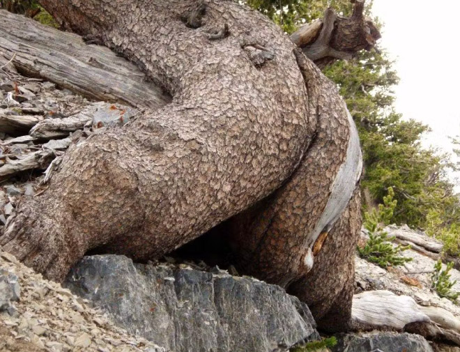 Sexy tree butt.