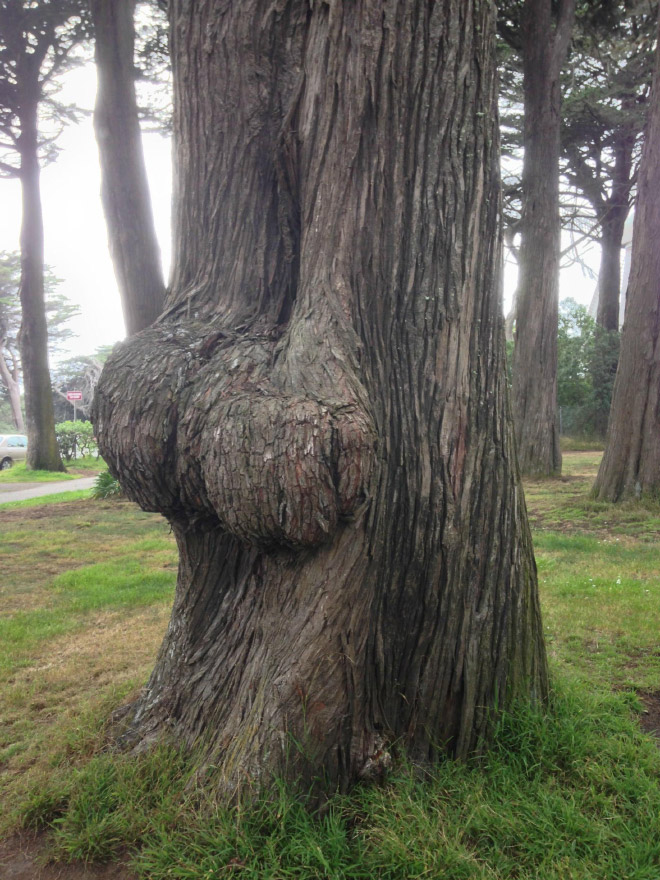 Sexy tree butt.