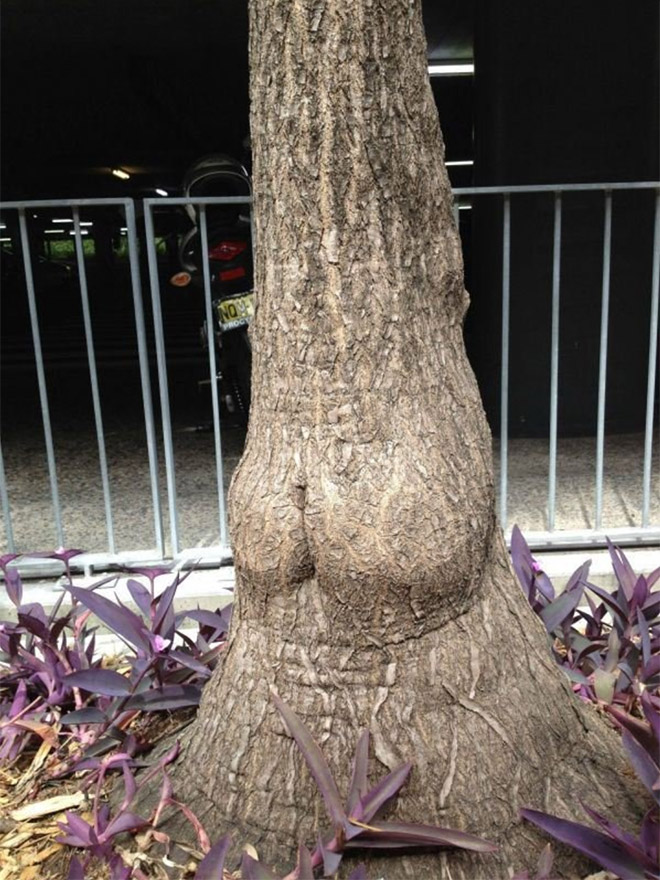 Sexy tree butt.