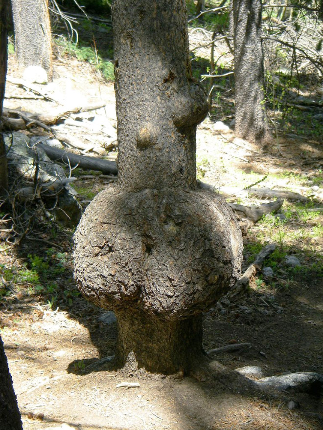 Sexy tree butt.