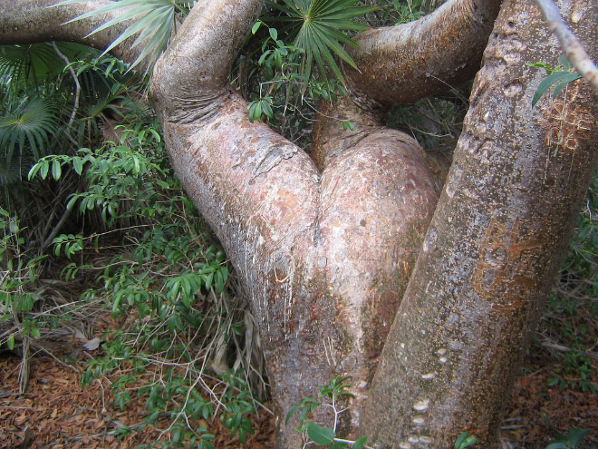 Sexy tree butt.