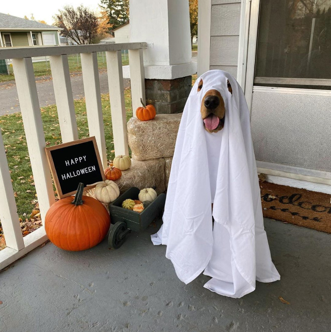 Dog ghost costume.