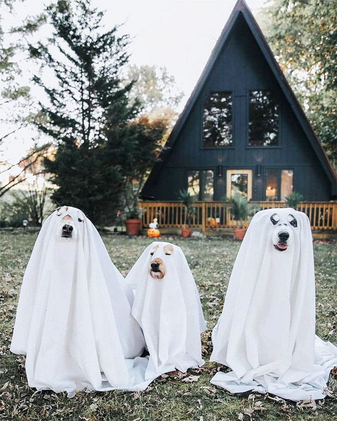 Dog ghost costumes.