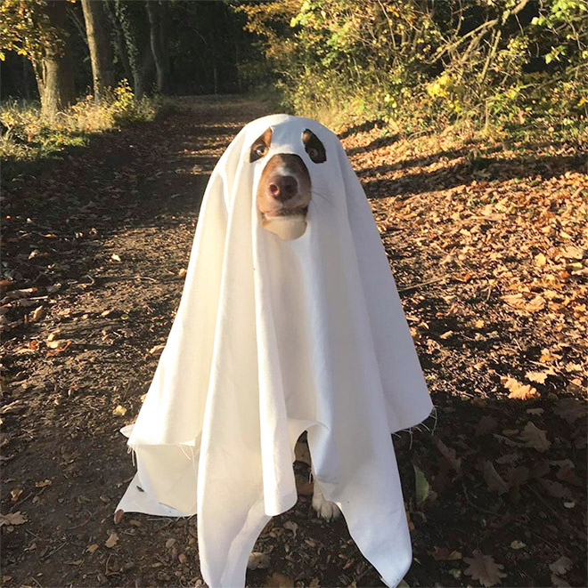 Dog ghost costume.