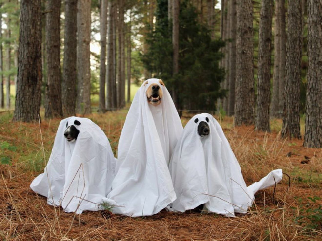 Dog ghost costumes.
