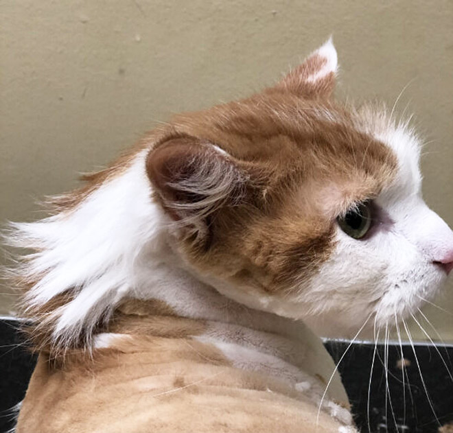 Cat mullet haircut.