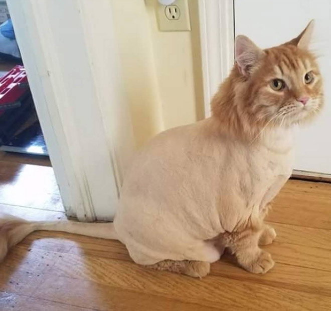 Cat mullet haircut.