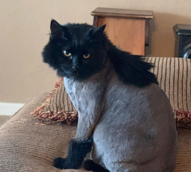 Cat mullet haircut.