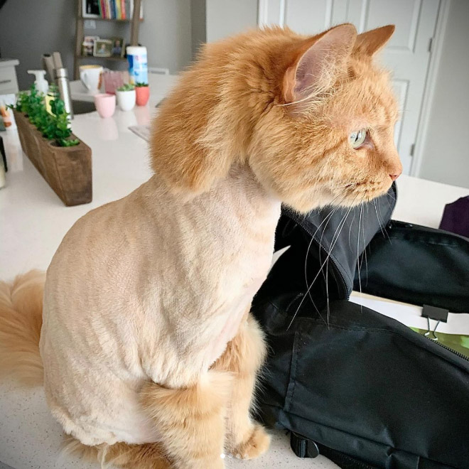 Cat mullet haircut.