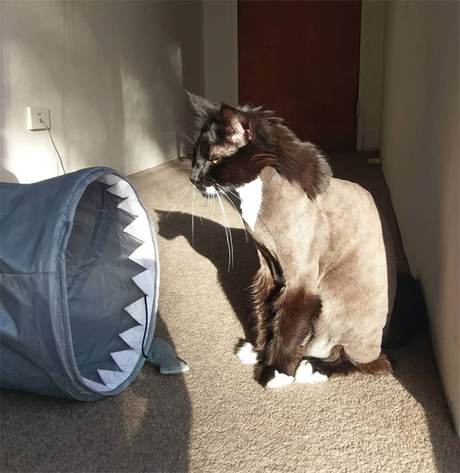 Cat mullet haircut.