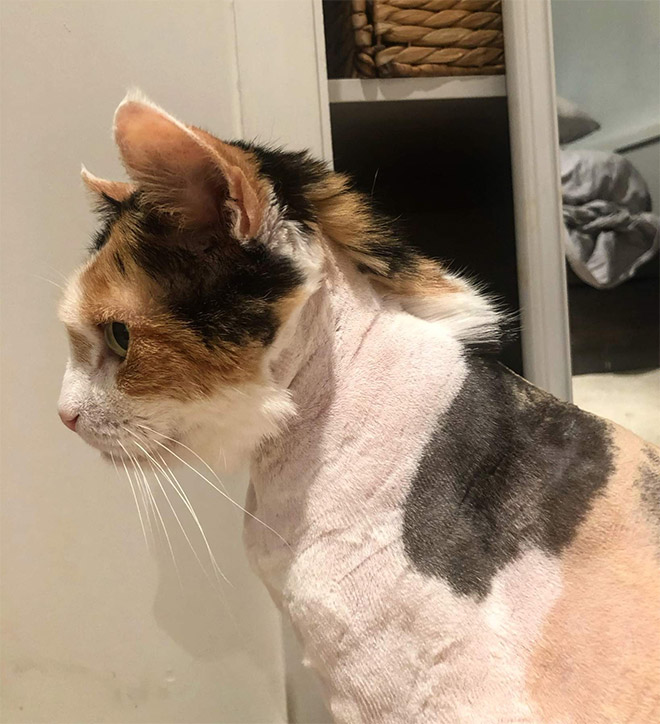 Cat mullet haircut.