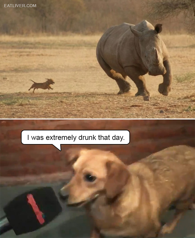 Small dog chasing rhino meme.