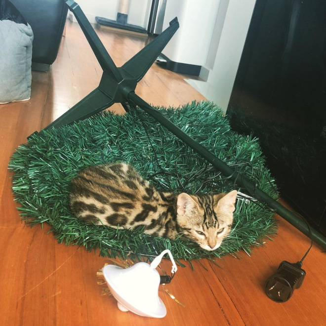 Nothing to see here. Just another cat vs. Christmas tree fight.