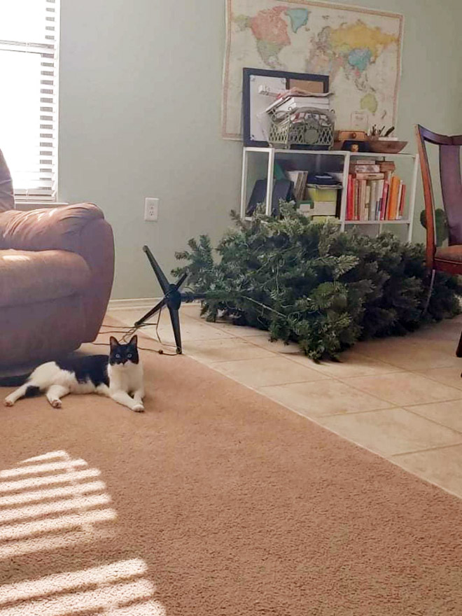 Nothing to see here. Just another cat vs. Christmas tree fight.