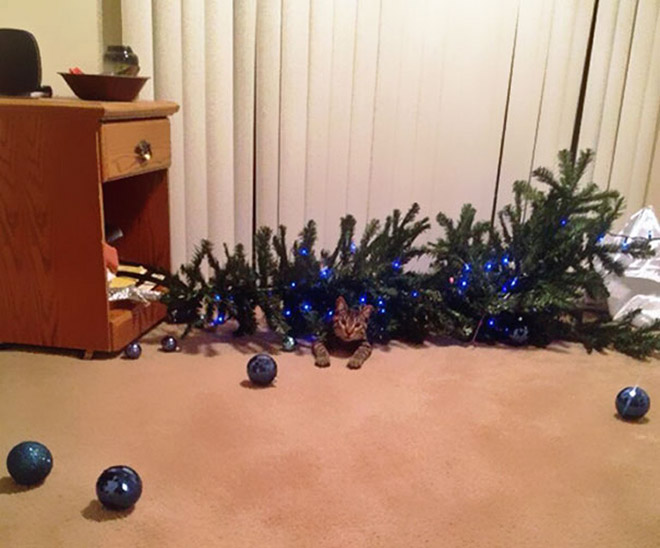 Nothing to see here. Just another cat vs. Christmas tree fight.