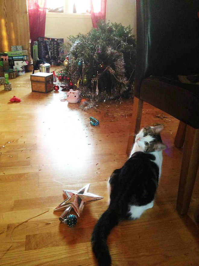 Nothing to see here. Just another cat vs. Christmas tree fight.