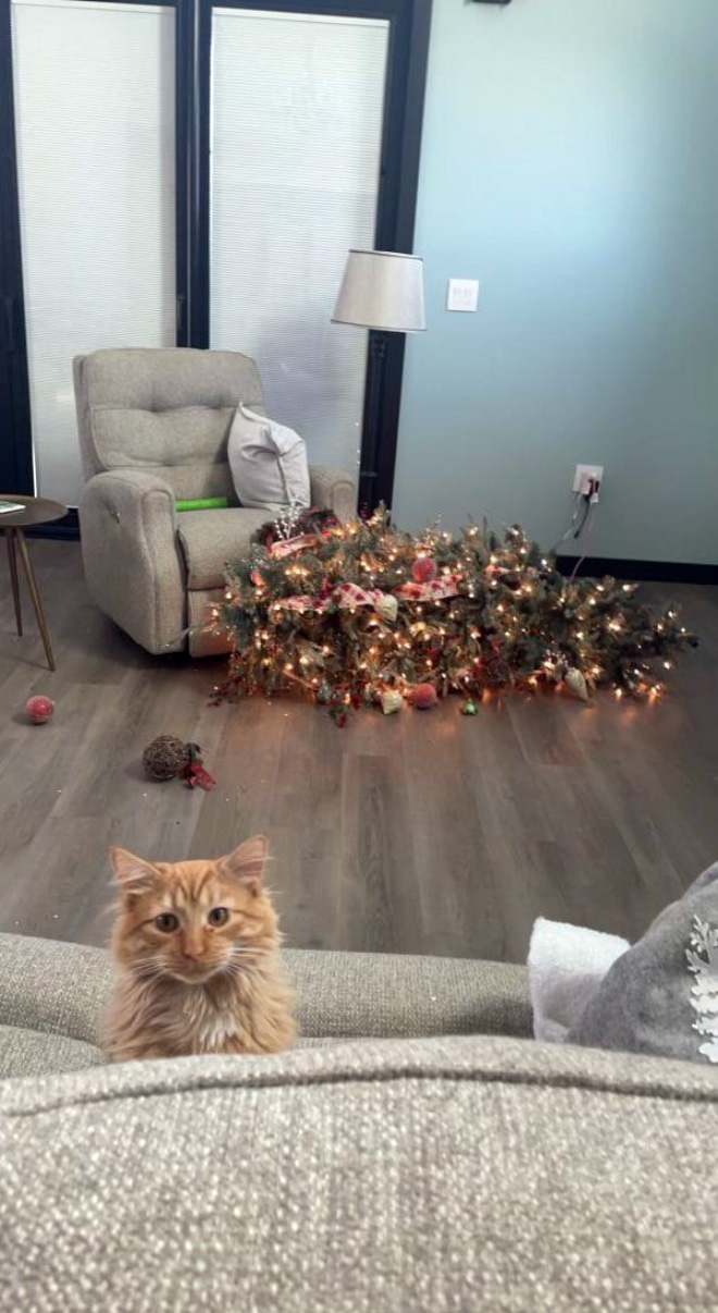 Nothing to see here. Just another cat vs. Christmas tree fight.