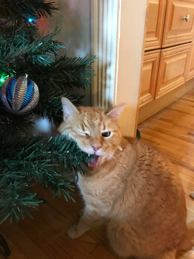 Nothing to see here. Just another cat vs. Christmas tree fight.