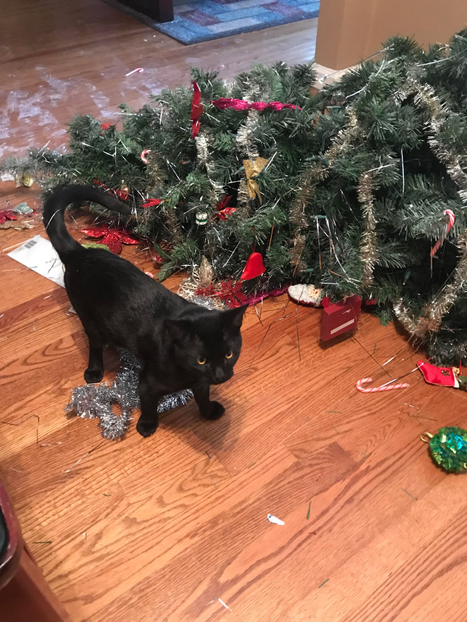 Nothing to see here. Just another cat vs. Christmas tree fight.