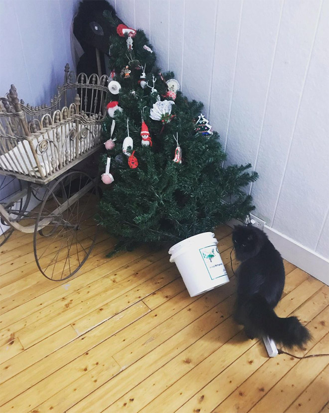 Nothing to see here. Just another cat vs. Christmas tree fight.