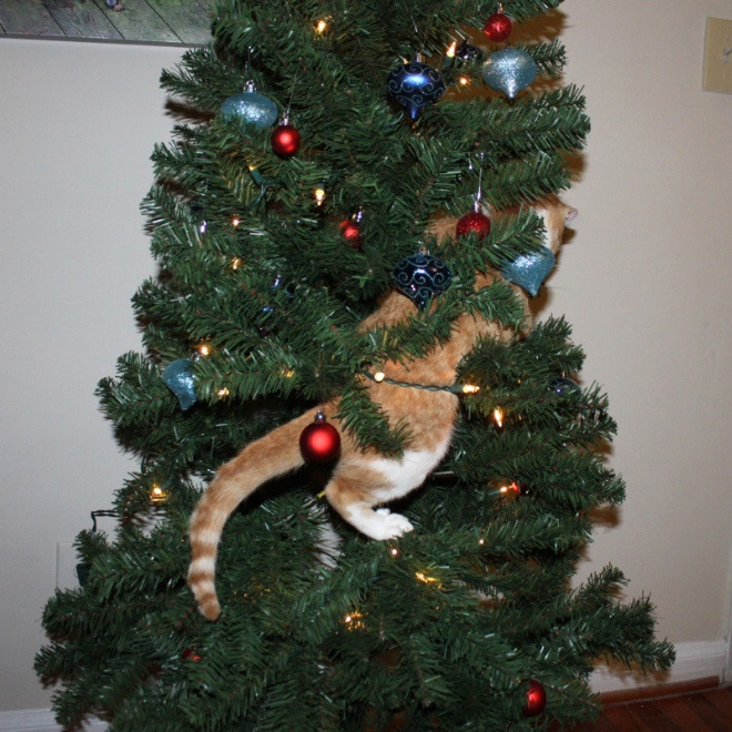 Nothing to see here. Just another cat vs. Christmas tree fight.