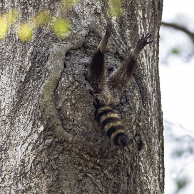 Funny picture from "Comedy Wildlife Photography Awards".