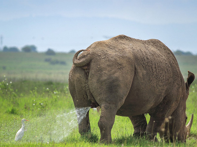 Funny picture from "Comedy Wildlife Photography Awards".