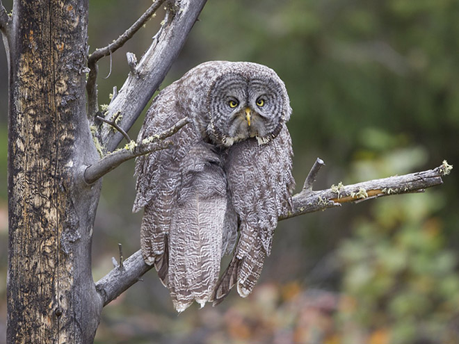 Funny picture from "Comedy Wildlife Photography Awards".