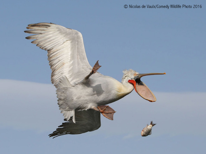 Funny picture from "Comedy Wildlife Photography Awards".