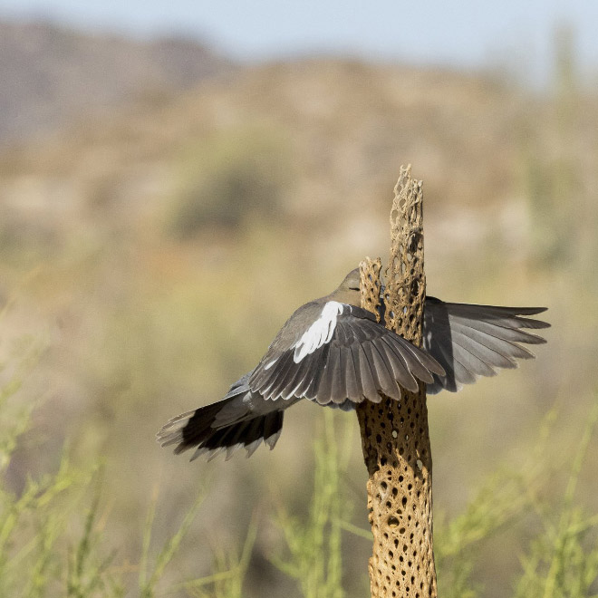 Funny picture from "Comedy Wildlife Photography Awards".