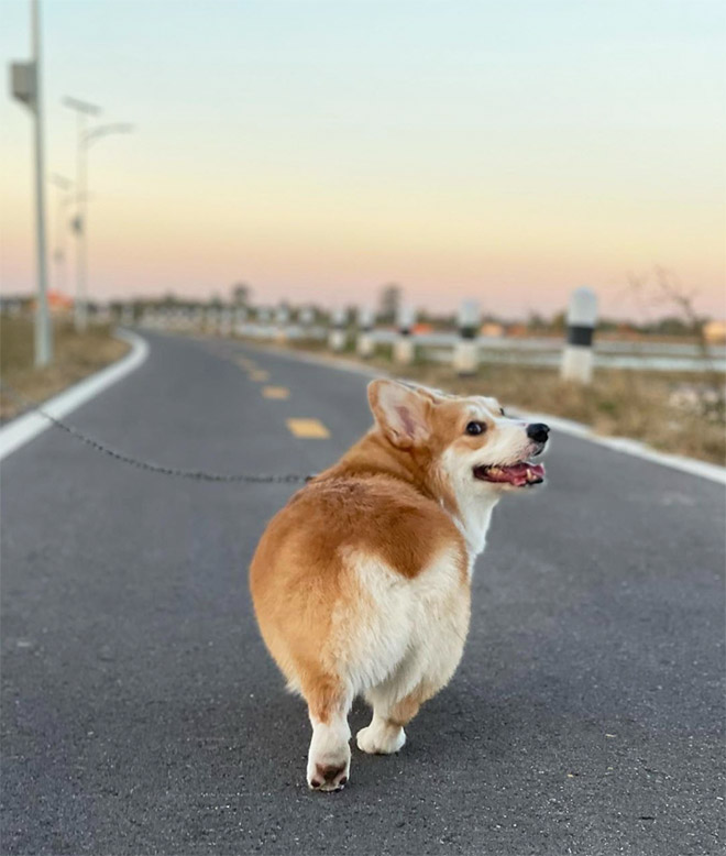 Corgi butt.