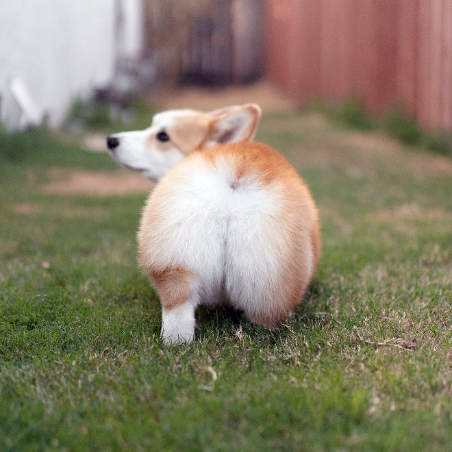 Corgi butt.