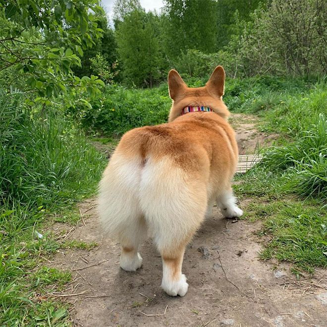 Corgi butt.