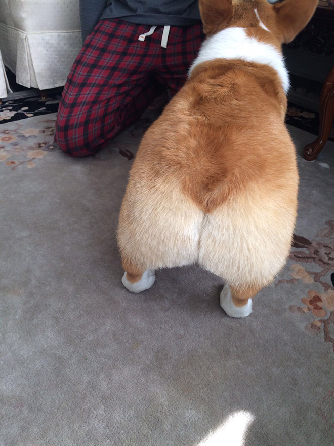 Corgi butt.