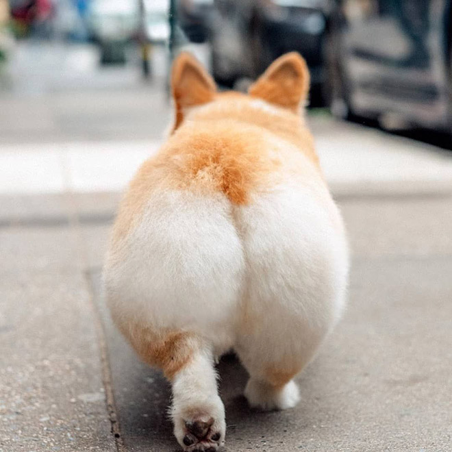 Corgi butt.