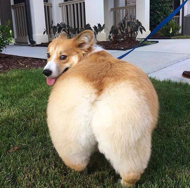 Corgi butt.