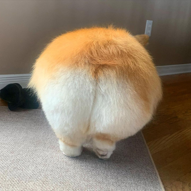 Corgi butt.