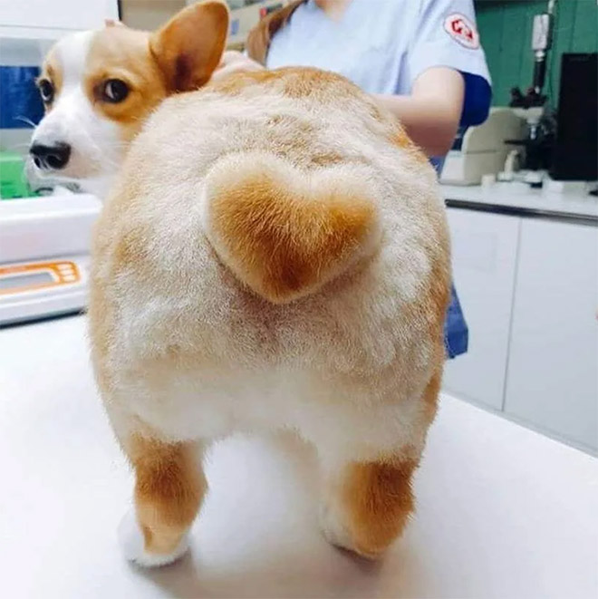 Corgi butt.