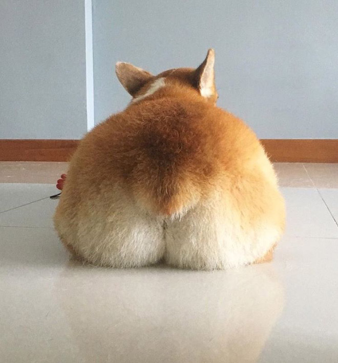 Corgi butt.